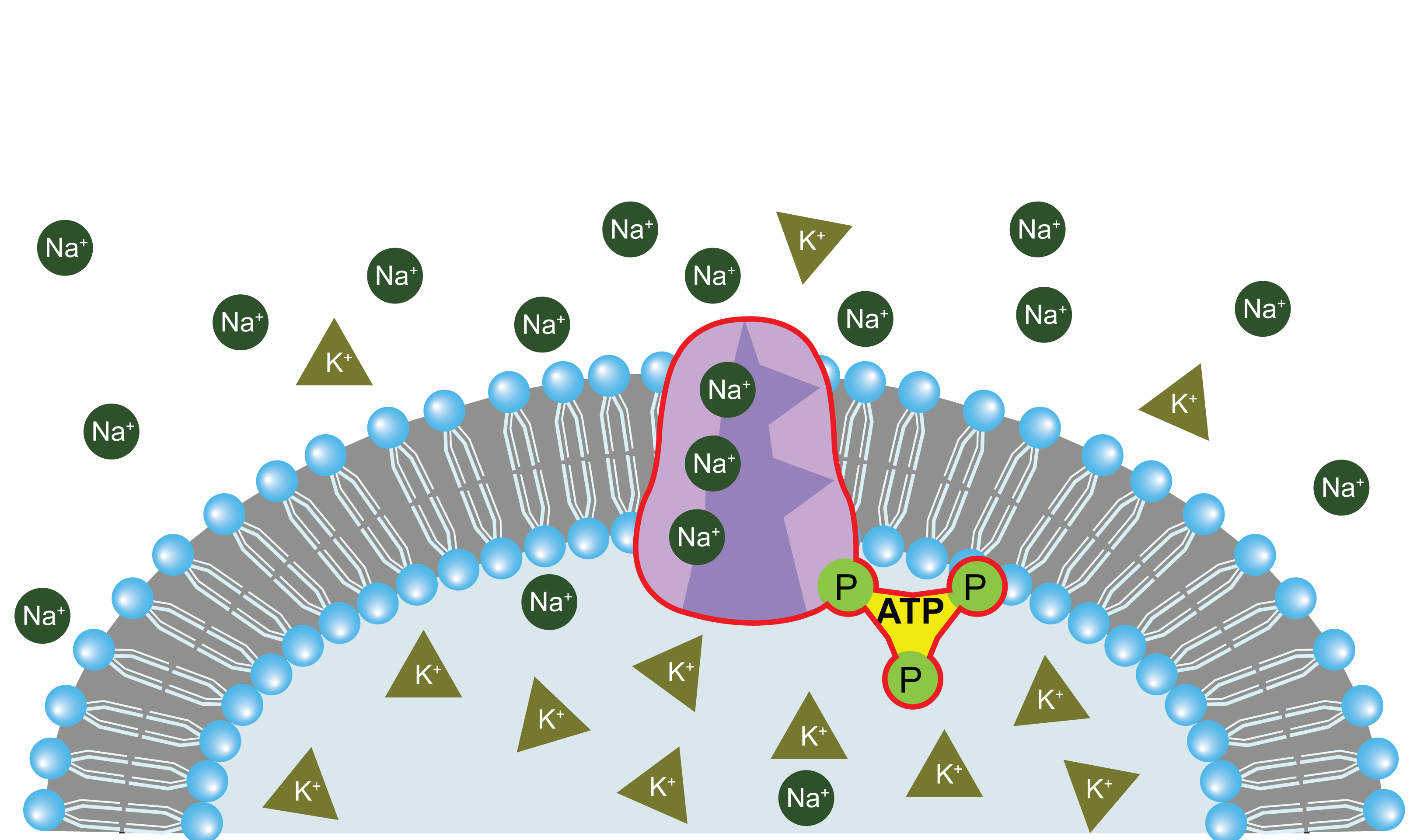 Sodium-Potassium pump