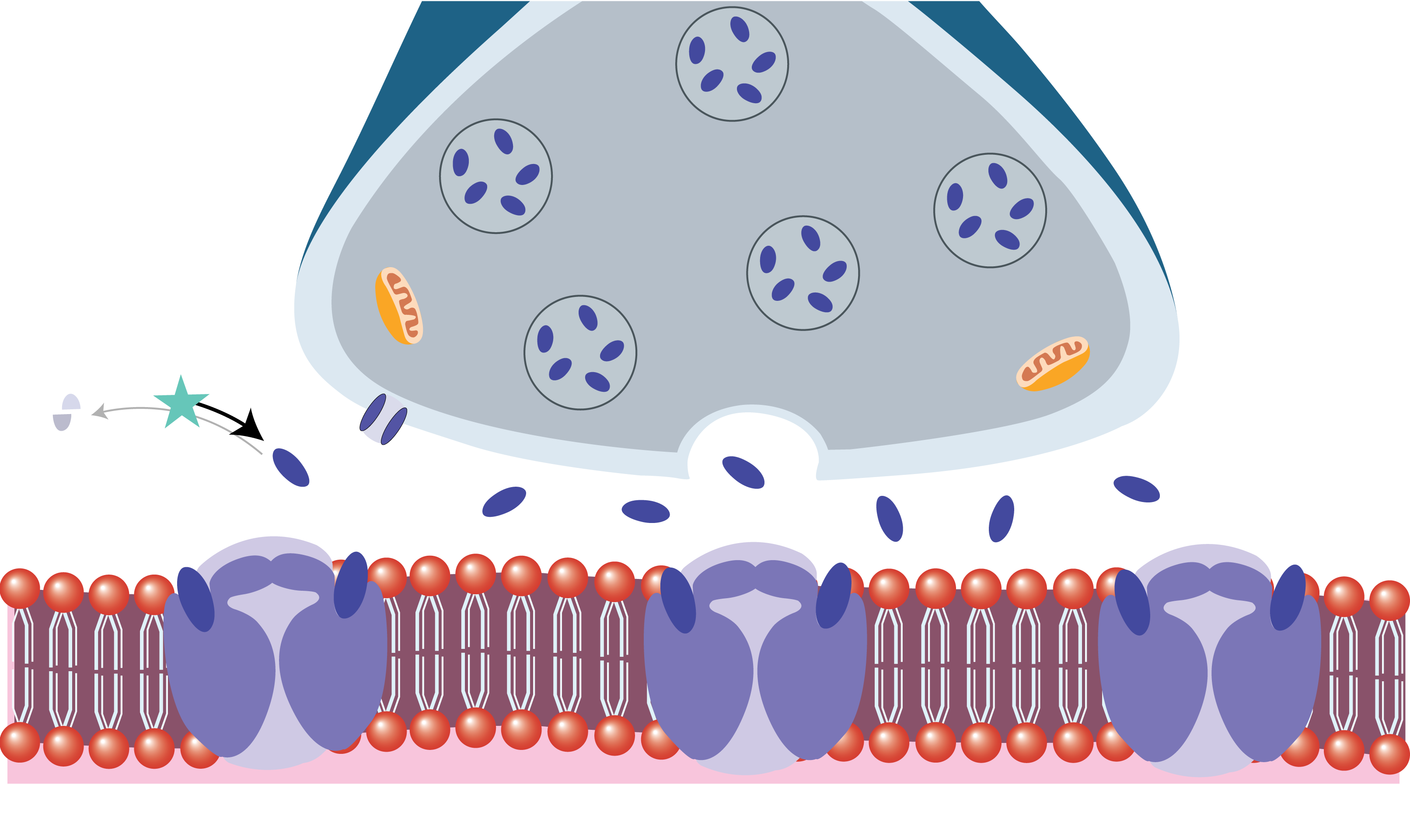Neuromuscular junction