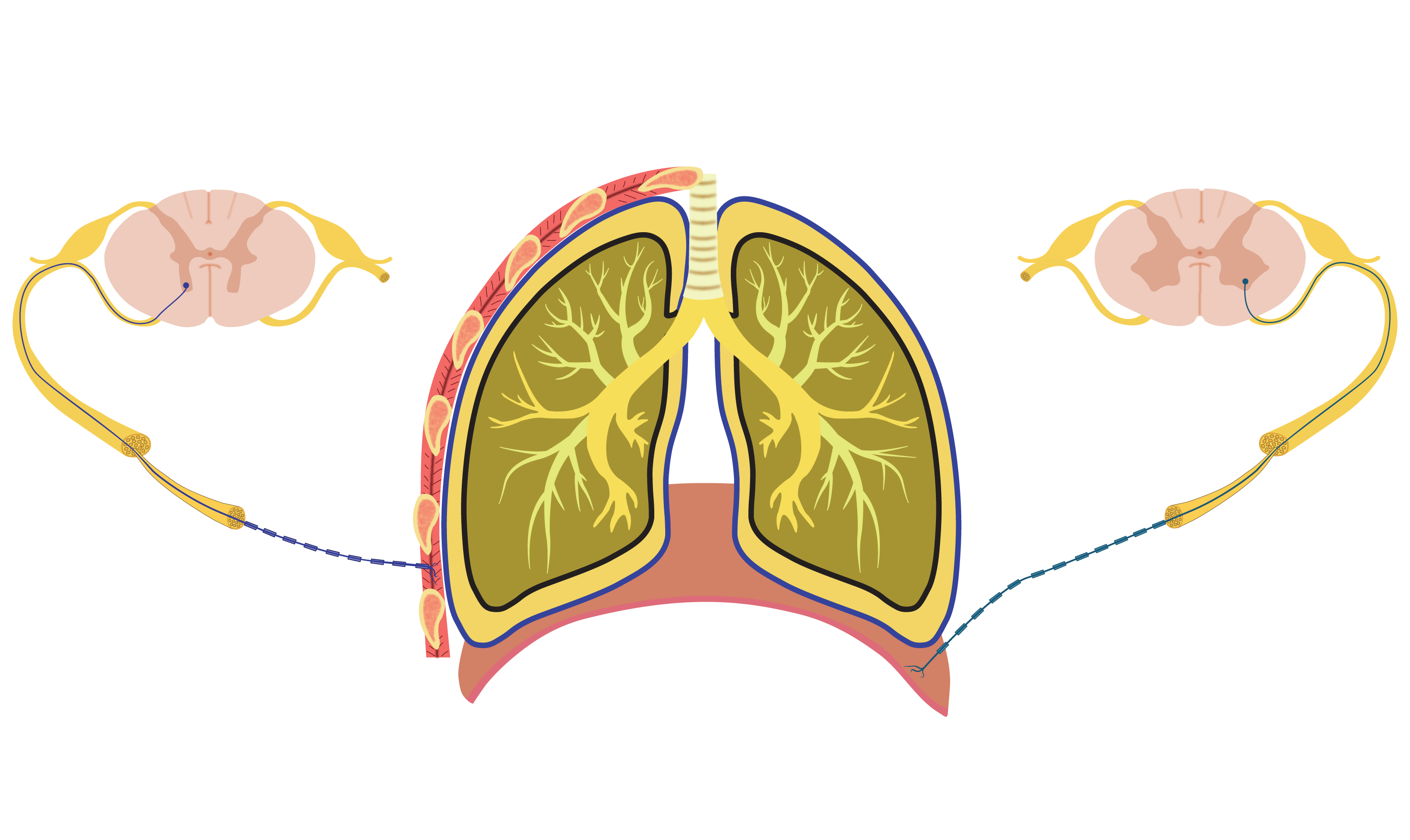 Diaphragm Muscular Innervation