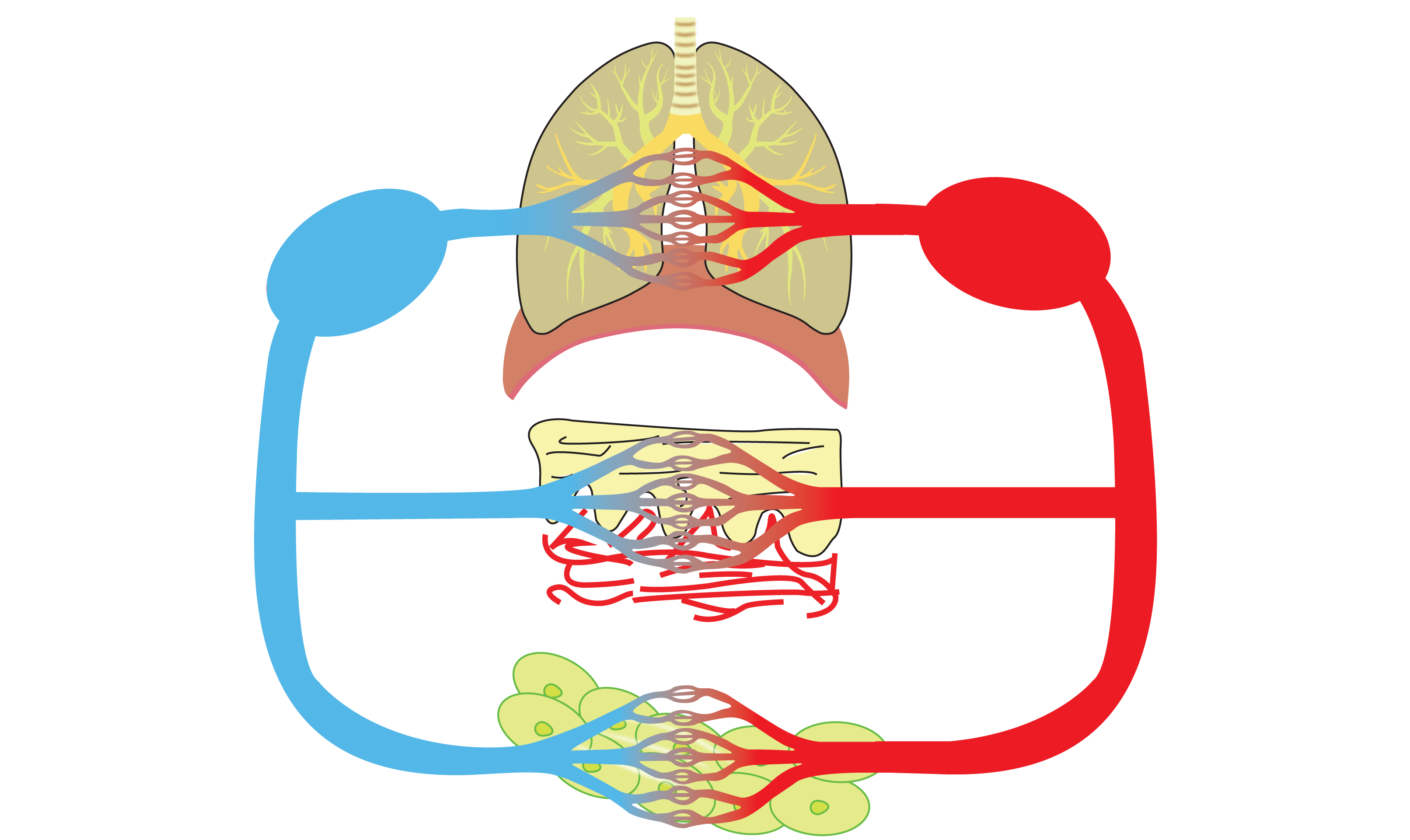 Respiratory System