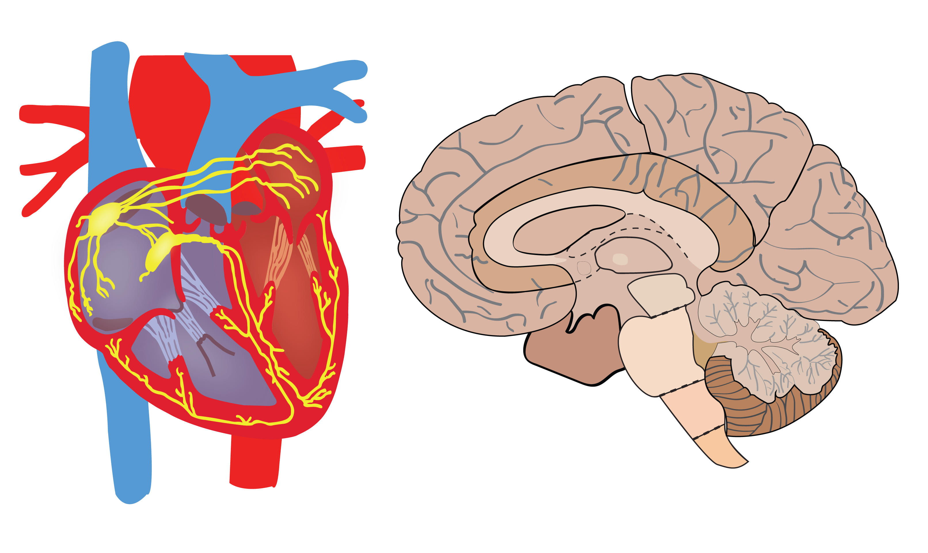 Heart & Brain
