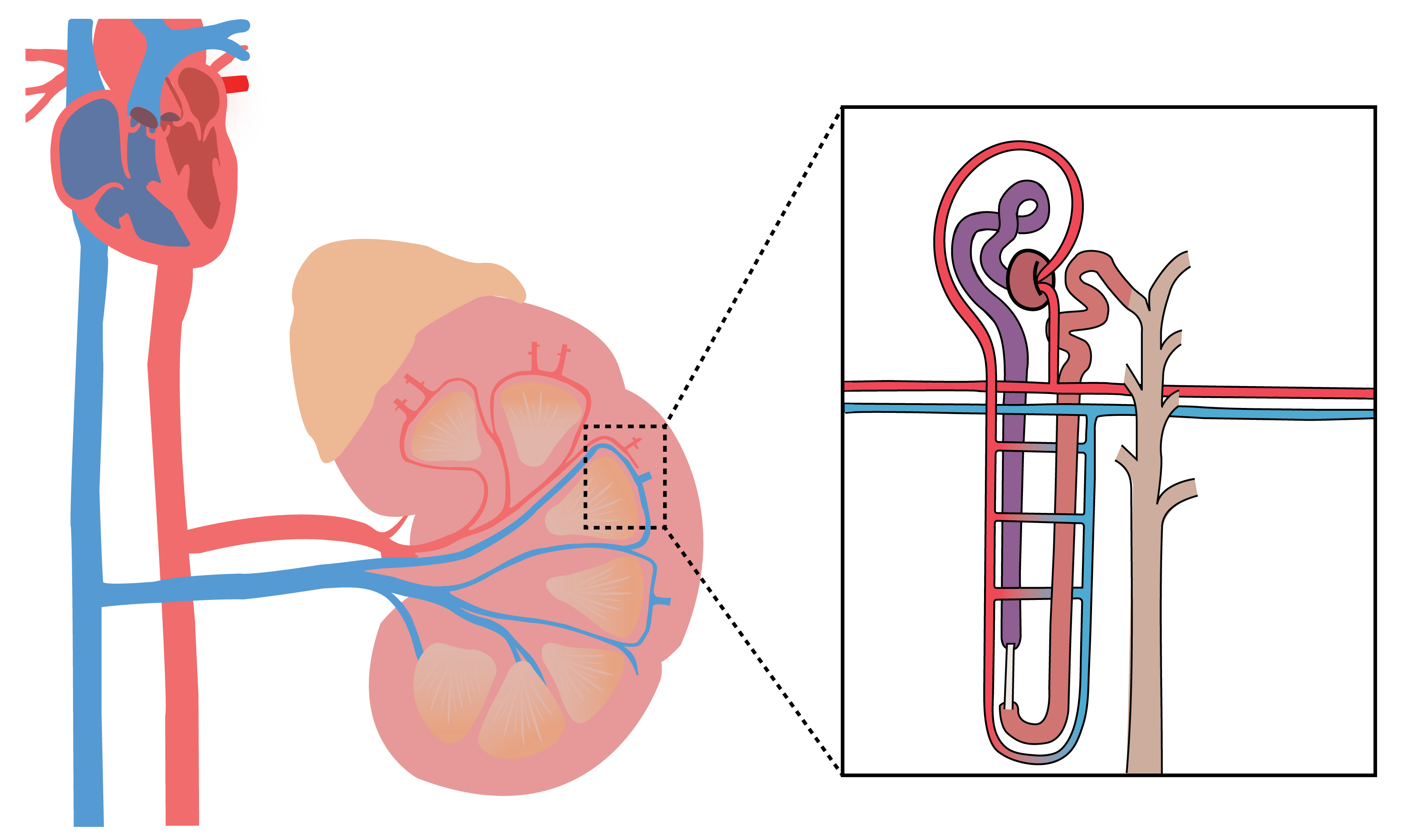 Kidney & Nephron