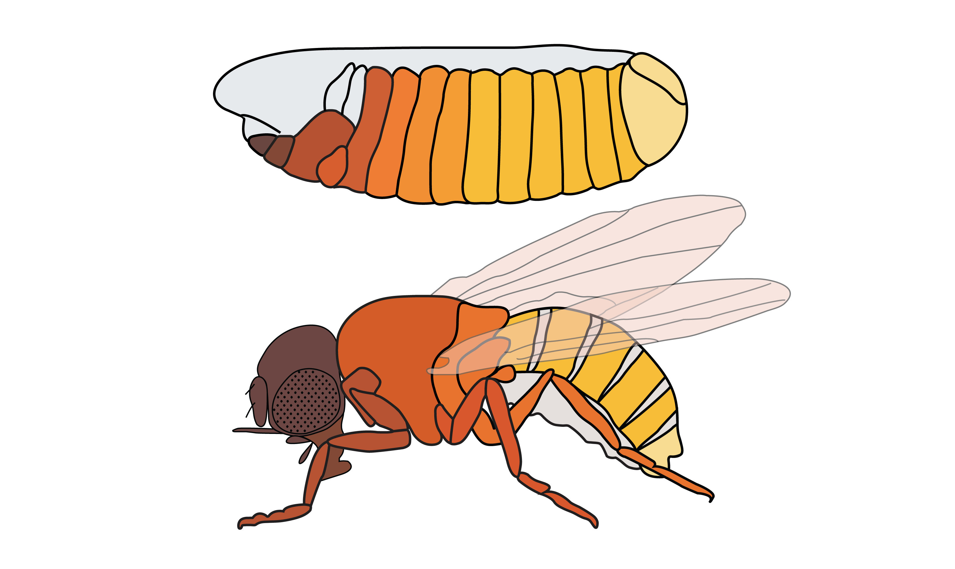 Drosophila